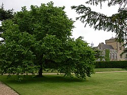 A mulberry tree in England