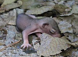Newborn gray squirrel developing fur. They are born hairless and blind.