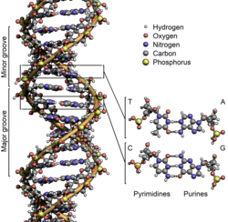 Diagrammatic representation of Watson and Crick's DNA structure