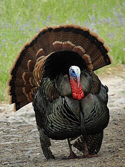 Closeup of a tom M. g. intermedia, at Sacramento County, California