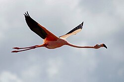 A wild American flamingo in Florida Bay, Everglades National Park. Some Florida Bay birds are thought to be year-round residents