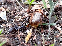 Alongside an ant