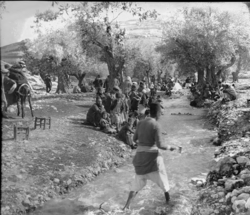 1900, grove at brook Kidron, Jerusalem, Gertrude Bell[93]