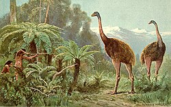 Harder's illustration of a moa hunt