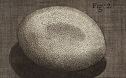 A study of an egg of a silkworm from Hooke's Micrographia, 1665