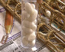 Cocoon of B. mori