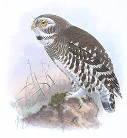 An 1891 painting of the forest owlet, which was rediscovered by Rasmussen in 1997