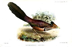 Rufous-vented ground cuckoo (Neomorphus geoffroyi)