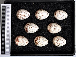Eggs, Collection Museum Wiesbaden