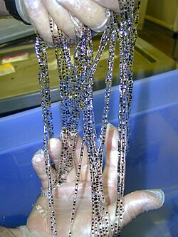 Cane toad spawn
