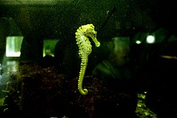 Seahorses in the Natal Aquarium