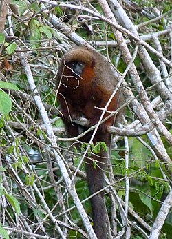Plecturocebus aureipalatii, a species of titi monkey found in the national park