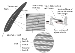 Explanatory diagram showing the interlocking of the barbs of feathers