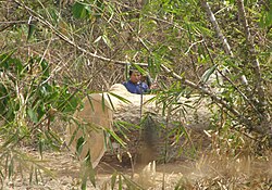 Illegal logging continues in Thailand. This photograph was taken from the roadside in Mae Wang District, Chiang Mai Province, in March 2011.