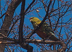 Most parrot species are tropical, but a few species, like this austral parakeet, range deeply into temperate zones.