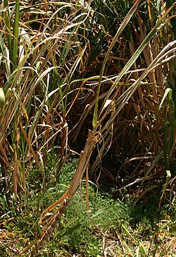 Sugarcane (Saccharum officinarum)