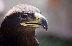Golden eagles are often silent.