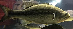 Side view of a living largemouth bass