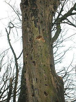 Large trees provide habitat for excavating feeding holes.
