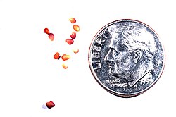 Seeds of Trifolium pratense (red clover) next to a U.S. dime for scale.