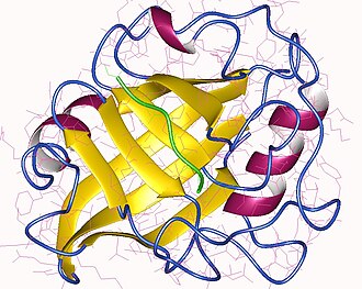 Cyclophilin A + HIV peptid (green), Human.