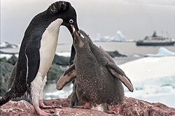 Adélie penguin (Pygoscelis adeliae) feeding young. Like its relatives, a neatly bi-coloured species with a head marking.