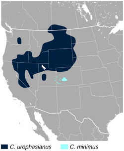 Sage and Gunnison Grouse Centrocercus urophasianus and minimus distribution map