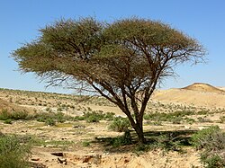Acacia in HaMakhtesh HaGadol, Negev Desert