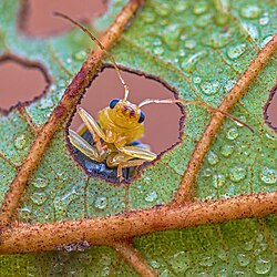 The leaves of an Alnus nepalensis tree provide a microhabitat for species like the leaf beetle Aulacophora indica.