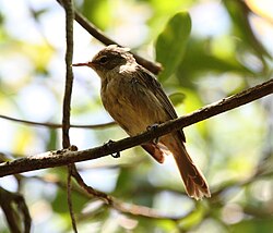Seychelles warblers (Acrocephalus sechellensis) display effective mate guarding strategies.[13]