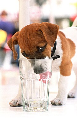 Jack Russell Terrier laps in water with its tongue.
