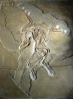 The Berlin Archaeopteryx