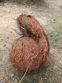 Fruit with husk partly removed, showing hard thin shell of endocarp (left), coir fibre of exocarp (right)