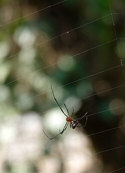 Argyrodes flavescens on the web of Argiope pulchella