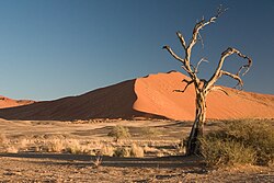 Acacia erioloba in the Namib Desert