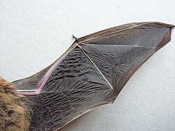 Underside of the wing of a Kuhl's pipistrelle (Pipistrellus kuhlii)