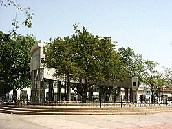 Tamarind, Santa Clara's tree and foundation-of-city monument
