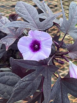 An ornamental sweet potato flower