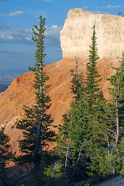 Blue spruces in Bryce Canyon, Utah