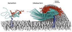 Models of normal (PrPC) and infectious (PrPSc) forms of prion protein on a membrane: polypeptide (turquoise); glycans (red); glycolipid anchors (blue). The core structures are based on NMR spectroscopy (PrPC) and cryo-electron microscopy (PrPSc).