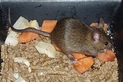 A house mouse feeding
