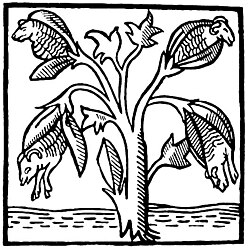 Cotton plants as imagined and drawn by John Mandeville in the 14th century