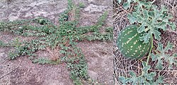 Naturalized in Australia