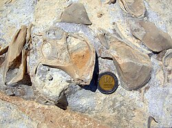 Fossil gastropod and attached mytilid bivalves on a Jurassic limestone bedding plane of the Matmor Formation in southern Israel.
