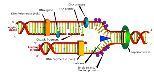 DNA replication: The double helix is unwound by a helicase and topo­iso­merase. Next, one DNA polymerase produces the leading strand copy. Another DNA polymerase binds to the lagging strand. This enzyme makes discontinuous segments (called Okazaki fragments) before DNA ligase joins them together.