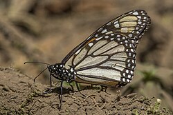 D. p. plexippusPiedra Herrada, Mexico