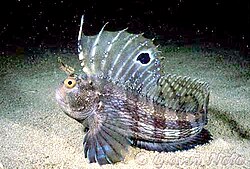 The butterfly blenny was included in the 10th edition as Blennius ocellatus.