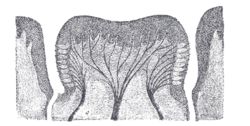 Cross section of circumvallate papilla showing arrangement of nerves and taste buds