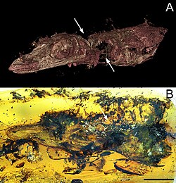 Oculudentavis, small-sized lizard