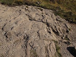 Lower Devonian sandstones and conglomerates of the Inchmurrin Member dipping steeply to the southeast close to the Highland Boundary Fault trace near Balmaha